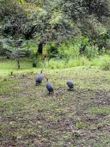 Ceylora Grand Polonnaruwa