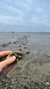 Chalet am Wattenmeer Holland