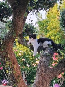 le jardin de mae