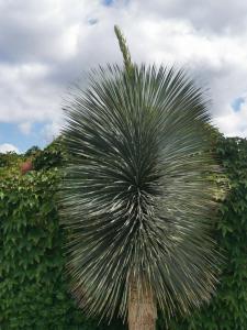 le jardin de mae