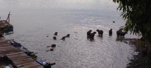 Excelente rancho para descansar e pescar em carlopolis