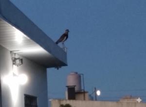 Gaia Miramar - sea and nature