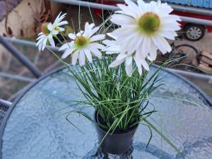 Lótusz apartman medencével