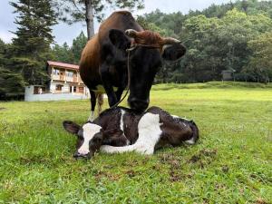 Cabaña rústica de piedra y madera en las montañas
