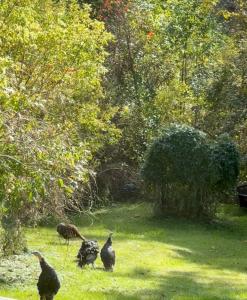 Licensed-8 Acre Estate, Trail & Stream with 3 Beds