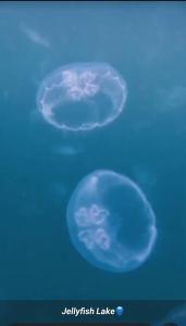 "Shady Sea Raja Ampat"