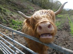 Abergwynant Farm Glamping & Apartments