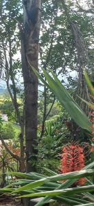 Chalé na mata céu iluminado