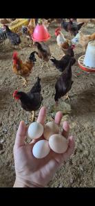 VAC Haven - farmstay Vung Tau