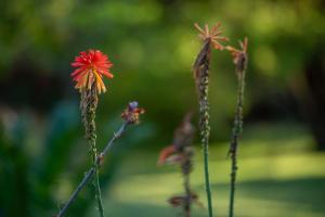 Sunbirds Oasis Lodge