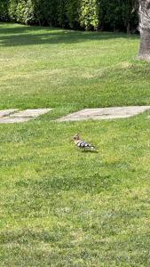 T1 Paraiso Sol Rocha - Praia da Rocha