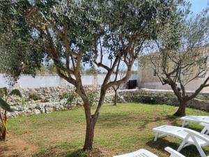 Musa Balbisiana Casa Olea