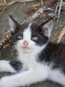 Farm House kohyaoyai