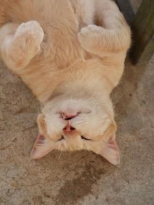 Farm House kohyaoyai