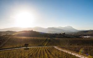 Masseria del Vino - Ciavolich Wine Estate