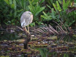 Nickiesnest munroe island kollam