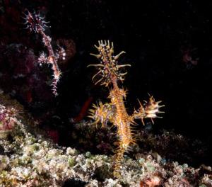 Island Scuba