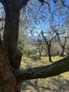 Villa Cà Bottura agli ulivi