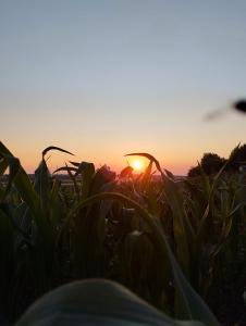 Gîte du Poisson Rouge, grand terrain, gites Fanoli, 10 min Arbois