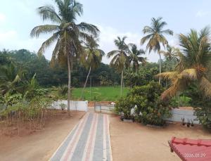 Paddy View