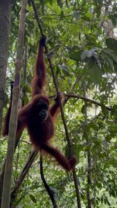 Green View Homestay & Jungle Trekking