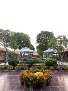 Melalueca tây ninh