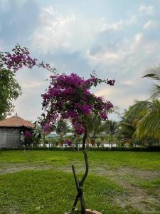 Melalueca tây ninh