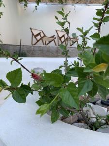 Dioni Boutique House 36 meters from the beach