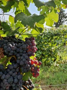 Beautiful private house among the Moscato vineyards