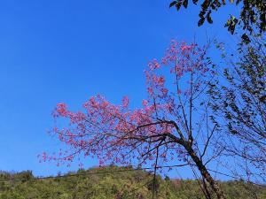 Mu Cang Chai Terrace View Bungalows