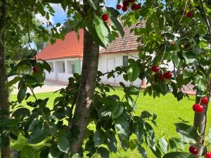 Fenyőudvar Vendégház Mocsa