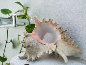 Cocos cabana