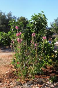 Apartments by the sea Zdrelac, Pasman - 697