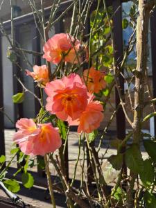 Studio Apartment Rose