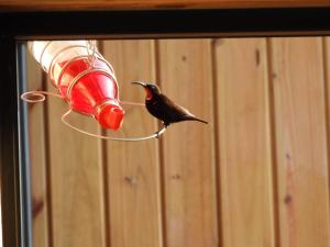 Black Sunbird Retreat