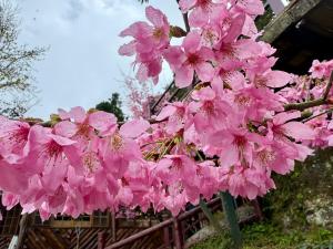 Da Kuan Peach Farm Resort 達觀農場民宿