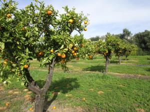 Quinta do Coelhoazul