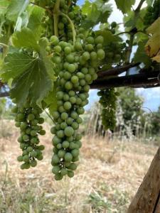 Quinta do Coelhoazul