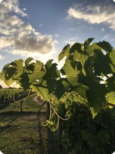 L’Orée des Vignes