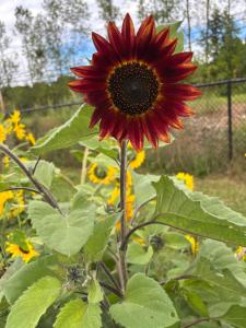 the Birch & Berry Inn