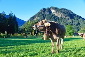 Ferienwohnung BERGVERLIEBT - Perfekt für Allgäu-Herbsturlaub und Viehscheid-Besuch inklusive KönigsCard