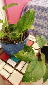 Casinha Colorida em Geribá