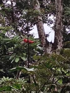 Vértice Blue Mountain Lodge cabaña paraíso de la montaña