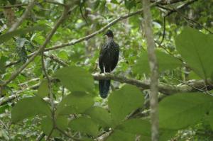 Vértice Blue Mountain Lodge cabaña paraíso de la montaña