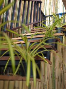 Tropical Nest Jungle stay