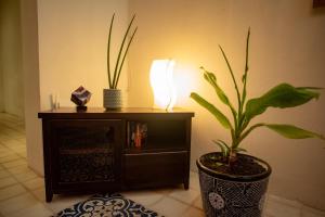 Tropical Paradise in the Centro Historico of Merida