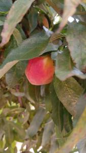 La Cabaña hospedaje