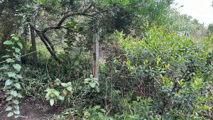 La Serena de Los Cocos