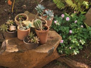 Greentraveller Buon Ma Thuot Homestay