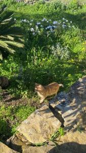 Guesthouse Momenc de Pesc